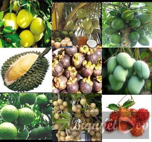 Mekong Delta seeks to brand its export fruits - ảnh 1